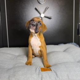 Girl 2 - Fawn female Boxer puppy in Prestonsburg, Kentucky from Bre’s Boxers