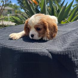 Cavalier King Charles Spaniel Puppies from Caveliers by Grace