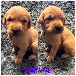 Last pick of females available. Picks are done at pick up - Yellow female Labrador Retriever puppy in Hartly, Delaware from Triple Threat Labradors