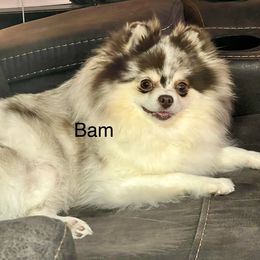 Bam - Pomeranian