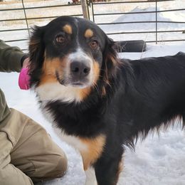 Flirt - Australian Shepherd