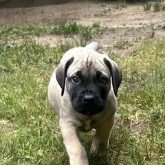 Boerboel Puppies from Josef Okunas