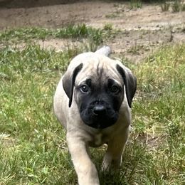 Boerboel Puppies from Josef Okunas