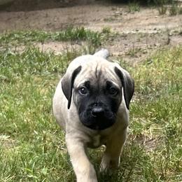 Boerboel Puppies from Josef Okunas