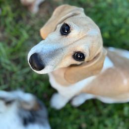 Sage - Dachshund