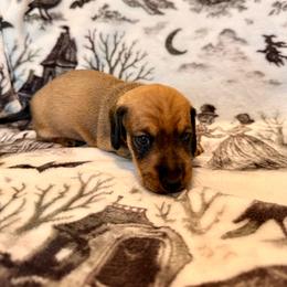 Highlander - Red male Dachshund puppy in Nampa, Idaho from 208 Wiener Wiggle Butts LLC