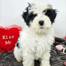 Clove - Black and white female Bernedoodle puppy in Granton, Wisconsin from Rose River Farms