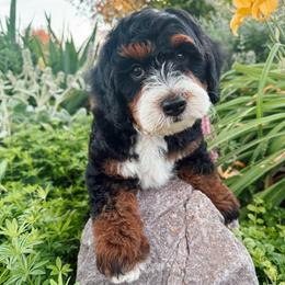 Fudd - Tri-color male Bernedoodle puppy in Weston, Idaho from Berne n Doodles