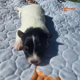 FERN - White black and tan female Papillon puppy in Hollister, Missouri from Swan Creek Kennel