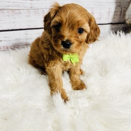 Fraser - Red male Cavapoo puppy in Nixa, Missouri from Davis Family Doodles