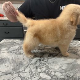 Sluice - Golden male Golden Retriever puppy in Disputanta, Virginia from Silver Myst Acres