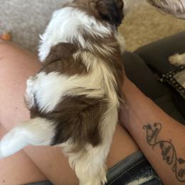 Shih Tzu Puppies from Puddle Jumpers Shih Tzus