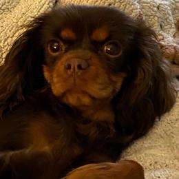 Coco - Cavalier King Charles Spaniel