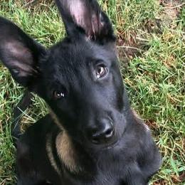 Belgian Malinois and German Shepherds from The Hills Have Eyes