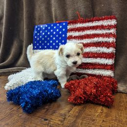 Havanese and Rottweiler Puppies from AKC Rottweilers and Havanese