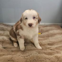 Eve - Red merle female Australian Shepherd puppy in Millwood, Missouri from Small Town Australian Shepherds