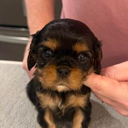 Gideon - Blue Boy - Black and tan male Cavalier King Charles Spaniel puppy in Little Rock, Arkansas from Montra Japanese Chin & Cavalier King Charles Spaniels