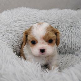 Meredith - Blenheim female Cavalier King Charles Spaniel puppy in Sparta, Georgia from Southern Edge Kennel