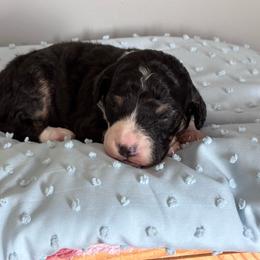 Louie - Tri-color male Bernedoodle puppy in Rising Sun, Indiana from Ruby Lane Doodles