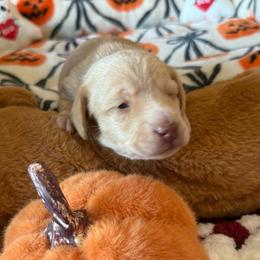 Roo - Cream female Dachshund puppy in Homedale, Idaho from Jeff & Joette