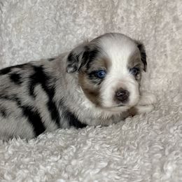 Toy Australian Shepherd Puppies from 4C Toy Aussies