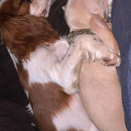 Louis Vuitton - Cavalier King Charles Spaniel