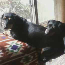Dachshunds from Mark Rorvik's Dachshunds