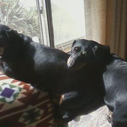 Dachshunds from Mark Rorvik's Dachshunds