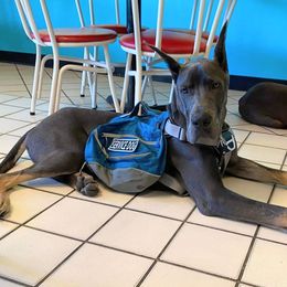 Great Dane Puppies from F&B Kennels