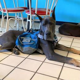 Great Dane Puppies from F&B Kennels