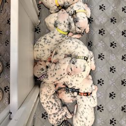 7th pick male - White and black male Dalmatian puppy in Arlington, Texas from Glasscock Dalmatians