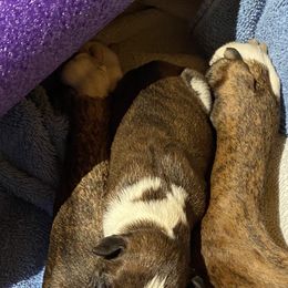 Boxer Puppies from Fineview Boxers
