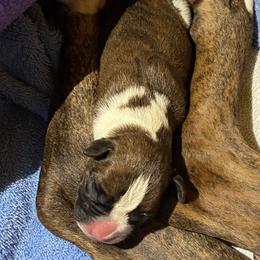 Boxer Puppies from Fineview Boxers