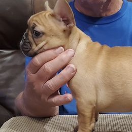 Bulldogs and French Bulldogs from Impressive Bulldogs and French Bulldogs