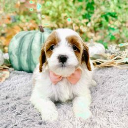Lilly OFA - Blenheim female Cavapoo puppy in Falmouth, Michigan from Dyer Lake Newfoundland’s