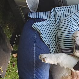 Cardigan Welsh Corgis, German Wirehaired Pointers, and Saint Bernards from Marianette Saint Bernards  Cardigans and GWPs