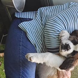 Cardigan Welsh Corgis, German Wirehaired Pointers, and Saint Bernards from Marianette Saint Bernards  Cardigans and GWPs
