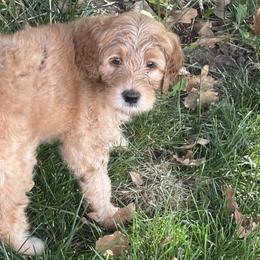 Blue Boy - Apricot male Goldendoodle puppy in Colorado Springs, Colorado from Pikes Peak Doodles