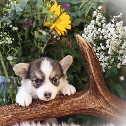 Annie - Black and tan female Pembroke Welsh Corgi puppy in Caliente, California from Rafter Cross 7