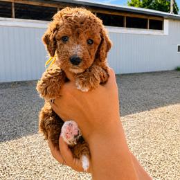 Betsy - Cream female Goldendoodle puppy in Hudson, Michigan from Haaspawz