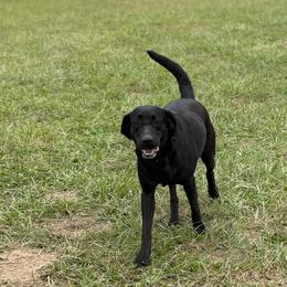 Mavis - Labrador Retriever