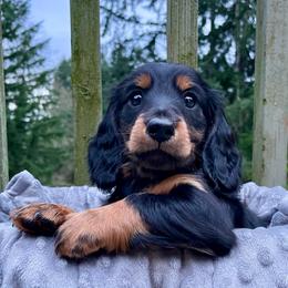 George - Black and tan male Dachshund puppy in Chehalis, Washington from Devoted Doxies - DLL