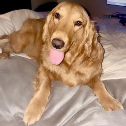 Golden Retriever and Miniature Australian Shepherd All Grown Up from Raised Right Pups