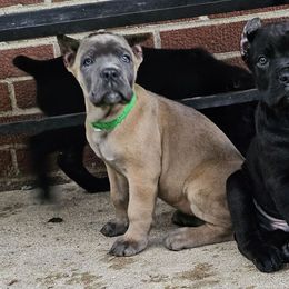 Dorthy - Gray and fawn female Cane Corso puppy in Roachdale, Indiana from Cast Iron Kennels
