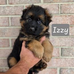 Izzy - Black and red female German Shepherd puppy in Winterville, North Carolina from Southern Creek (Vom Südbach) German Shepherds
