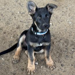 Boy blue collar with white stripes. - Black and red male German Shepherd puppy in Galt, California from At Redwood Runs