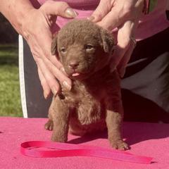 Dark pink female - Brown female Chesapeake Bay Retriever puppy in Houston, Texas from Monarch Chesapeakes