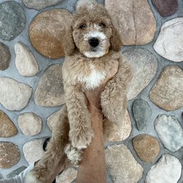 Bliss Munoz - Yellow - Red  male Goldendoodle puppy in Kent City, Michigan from Hannah Mae Doodles