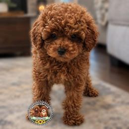 Cooper - Red  male Poodle puppy in Salem, Missouri from Meadowbrook Poodles