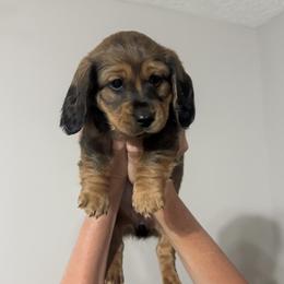 Dachshund Puppies from Cajun Coast Dachshunds